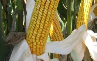靖豐18玉米種子特征特性，平均生育期136天