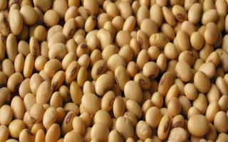 九農(nóng)403大豆種子簡(jiǎn)介，出苗至成熟平均124天