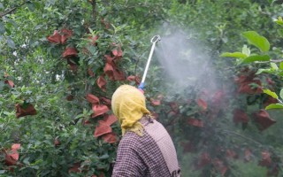 蘋果樹生理落果如何防治，可進(jìn)行疏花疏果、樹下追肥等
