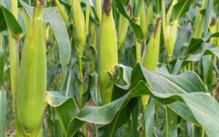 云合9號玉米種子特點，每畝用15公斤尿素
