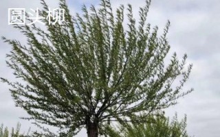 柳樹有哪些品種，包括旱柳、垂柳、白柳、爆竹柳等種類