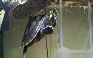 黃頭側(cè)頸龜吃小魚(yú)嗎，會(huì)吃一些死了的小魚(yú)