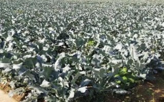 西蘭花的養(yǎng)護條件，生長溫度最低不可低于5℃