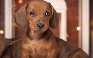 臘腸犬怎么飼養(yǎng)，平時要定期飼喂煮熟的肉食