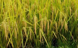 品香優(yōu)620水稻種子特點(diǎn)，該品種基部葉葉鞘綠色