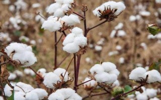 湘雜棉16號(hào)棉花品種簡介，4月上旬搶晴天播種
