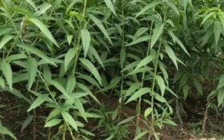 冰糖蜜桃苗的價(jià)格，在2-6元一株左右