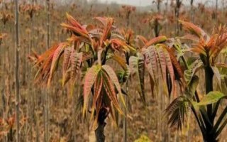 火爆野菜種植項(xiàng)目有哪些，香椿和薺菜等品種比較受市場(chǎng)歡迎
