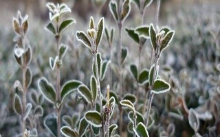 使用植物防凍劑的時(shí)間，晚秋、初冬、春季倒春寒這幾個(gè)時(shí)期最合適