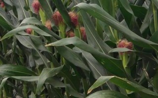 華西829玉米種簡介，該品種為高淀粉玉米品種