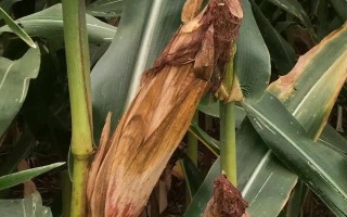 伊單9玉米種子簡介，在適應區(qū)5月5日左右播種