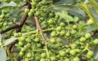 紅花椒與青花椒的區(qū)別，紅花椒辣味重、青花椒麻味重