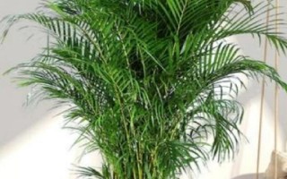 夏威夷竹子怎么養(yǎng)殖，生長季節(jié)每個月追施1-2次氮肥