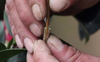 茶花是如何嫁接的，通常在6月份或者7月份進行