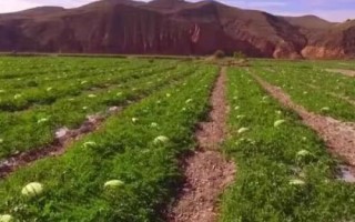 寧夏硒砂瓜為啥不讓種，隨著種植年限的增長會(huì)讓土壤的水肥快速流失
