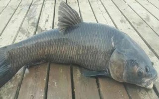 鲅魚和青魚的區(qū)別，科屬分類、形態(tài)特征、棲息環(huán)境均不同