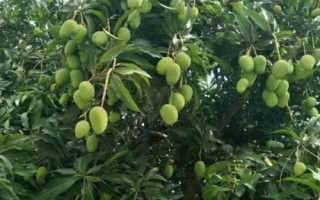 芒果結(jié)果期的管理辦法，一定要注意使用安全、高效、環(huán)保的藥劑