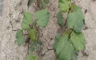 棉花僵苗的原因及防治方法，移栽時(shí)溫差過大或施肥不當(dāng)都會導(dǎo)致