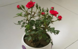 哪里有玫瑰花種植基地，基地在河北或者山東等地