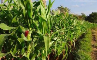 周億2號(hào)玉米品種的特性，云南最佳播種節(jié)令4-5月份