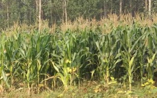 東糯120玉米種子簡介，播種前種子要包衣