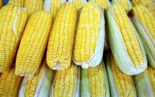 粘娃娃800玉米品種簡(jiǎn)介，4月下旬至5月上旬播種