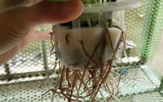 綠蘿的修剪方法，冬天的時(shí)候盡量不要修剪