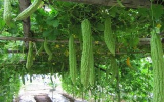 苦瓜的種植時間，南方在1-3月露天種植