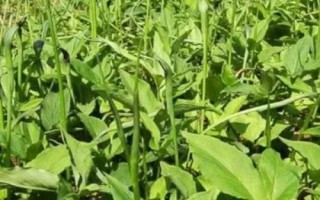 半夏的種植技術(shù)，可用塊莖、珠芽和種子繁殖