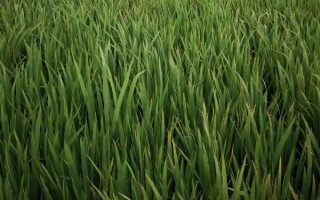 昌優(yōu)964水稻品種簡介，一般4月底至5月初播種