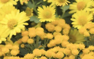 九月菊如何養(yǎng)殖，在生長(zhǎng)期間需要充足的光照