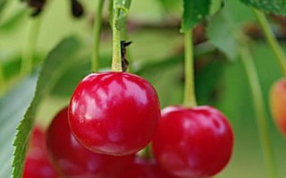 早紅珠櫻桃與福晨櫻桃品質(zhì)對比，早紅珠櫻桃一般更為優(yōu)質(zhì)