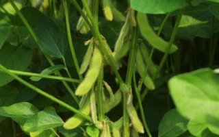 濮豆820大豆品種的特性，中抗花葉病毒病7號(hào)株系