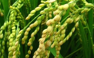 N兩優(yōu)012水稻種子特點(diǎn)，秈型兩系雜交水稻品種