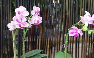 蝴蝶蘭的養(yǎng)殖要點(diǎn)，生長適溫為18-28℃