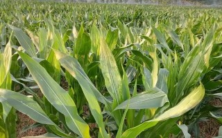 德研8號玉米品種的特性，生育期128天左右
