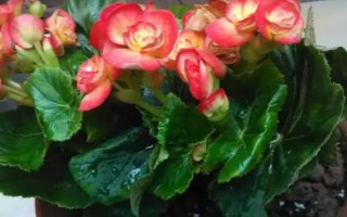 海棠花的種植技術(shù)，適宜生長(zhǎng)在溫暖的環(huán)境中