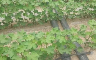 棉花僵苗的原因及防治方法，移栽時(shí)溫差過大或施肥不當(dāng)都會導(dǎo)致