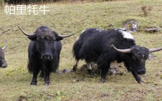 西藏那曲市的特產(chǎn)，酥油是藏族人不可缺少的食品
