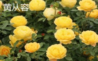 花開(kāi)的多又抗病的月季品種有哪些，黃從容和夢(mèng)光環(huán)選的較多