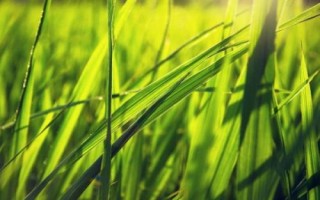 寧粳15號水稻品種簡介，粳型常規(guī)水稻品種