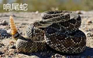 響尾蛇和眼鏡蛇誰更加厲害，相同條件下眼鏡蛇更厲害