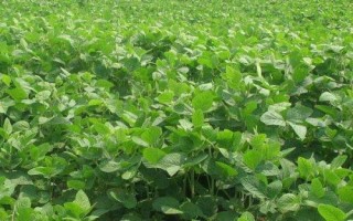 汾黑1號大豆種子特點，適宜播期4月下旬至5月上旬