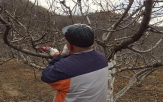 櫻桃樹如何修剪，可選擇在每年春季萌芽前進(jìn)行