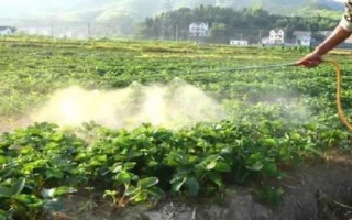 怎么治療草莓白粉病，發(fā)病后可噴施醚菌酯等藥劑