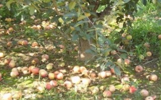 蘋果樹生理落果如何防治，可進(jìn)行疏花疏果、樹下追肥等