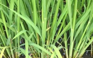 荊兩優(yōu)833水稻種子介紹，全生育期129.4天