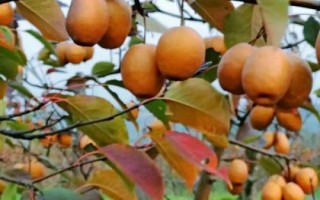 河南洛寧縣的特產(chǎn)，淡竹栽培歷史悠久