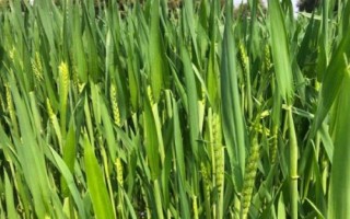 山農(nóng)65小麥品種簡(jiǎn)介，適宜播期10月上旬