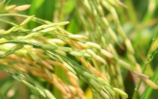 黔豐優(yōu)990水稻種子簡(jiǎn)介，精量播種育壯秧
